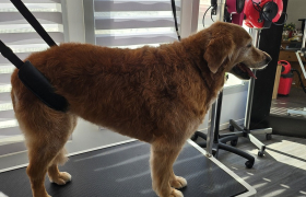 Toiletteur pour chiens et chats à Pessac (33600)