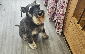 Toiletteur pour chiens et chats à Pessac (33600)