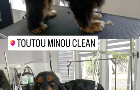 Toiletteur pour chiens et chats à Pessac (33600)